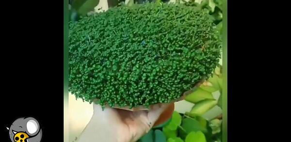 عکس سبزه تخم شربتی