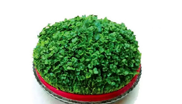 عکس سبزه تخم شربتی