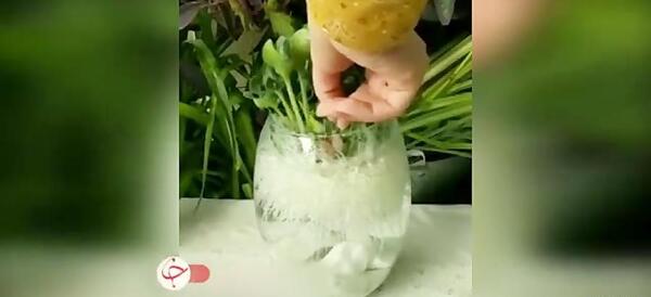 عکس سبزه با تخم کدو