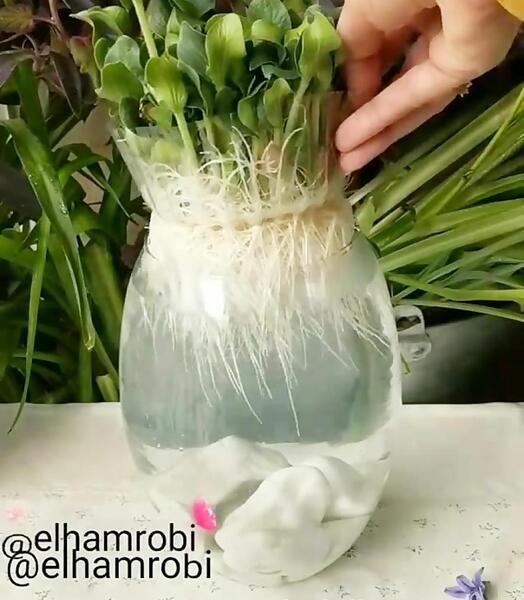 عکس سبزه با تخم کدو