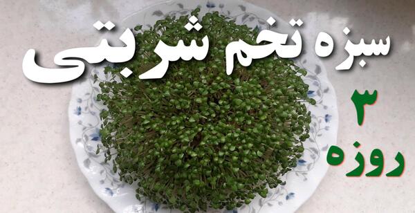 عکس سبزه با تخم کدو