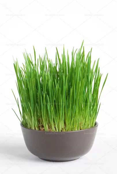 عکس سبزه نوروز