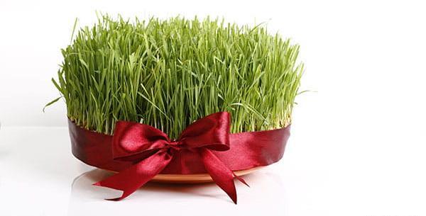 عکس سبزه نوروز