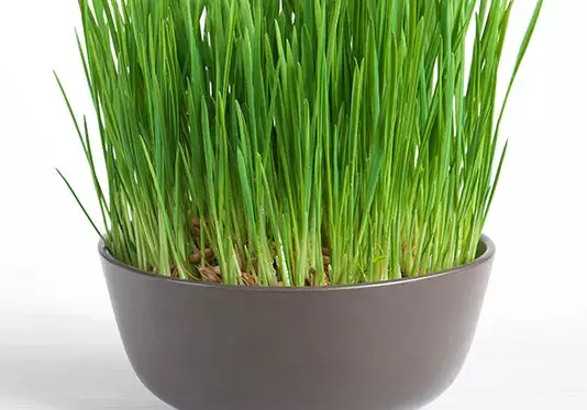 عکس سبزه نوروز
