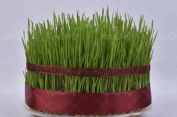 عکس سبزه نوروز