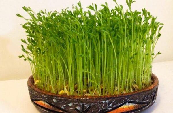 عکس سبزه نوروز