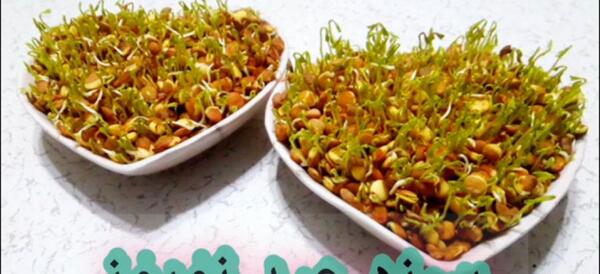 عکس سبزه لوبیا سفید
