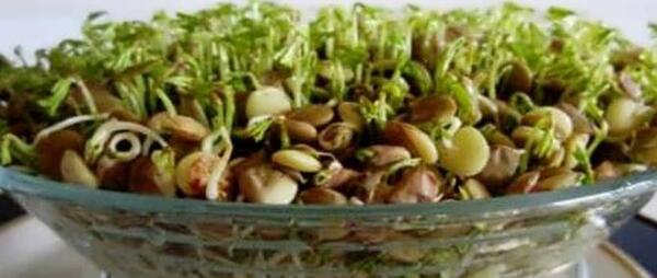 عکس سبزه لوبیا سفید