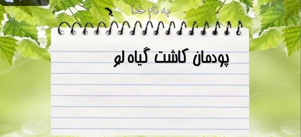 عکس سبزه لوبیا سفید