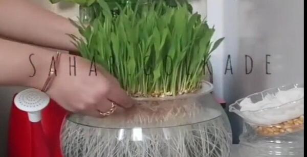 عکس سبزه لوبیا سفید