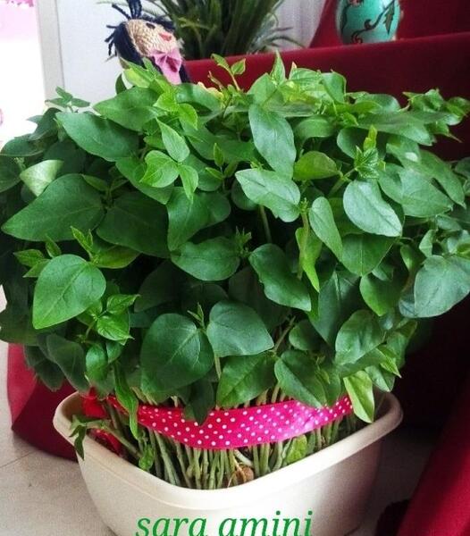 عکس سبزه لوبیا سفید