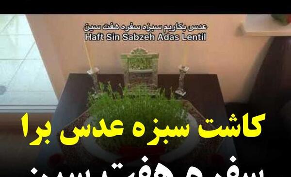عکس سبزه لوبیا سفید