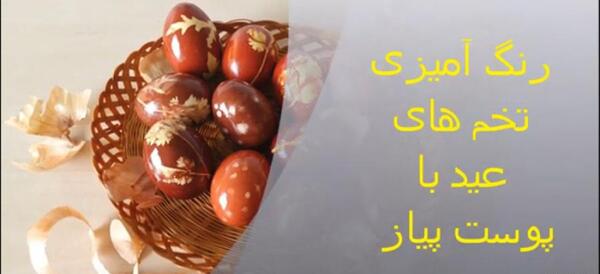عکس سبزه لوبیا سفید