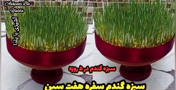 عکس سبزه لوبیا سفید