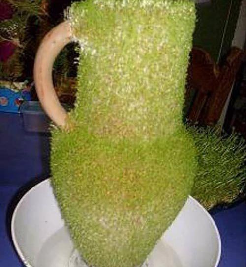 عکس سبزه شاهی