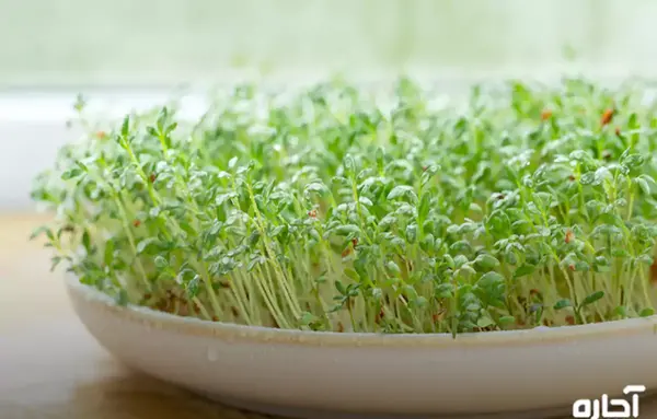 عکس سبزه شاهی