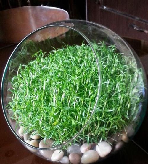 عکس سبزه شاهی