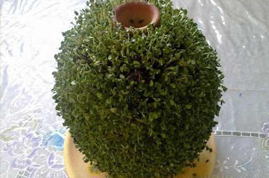 عکس سبزه شاهی