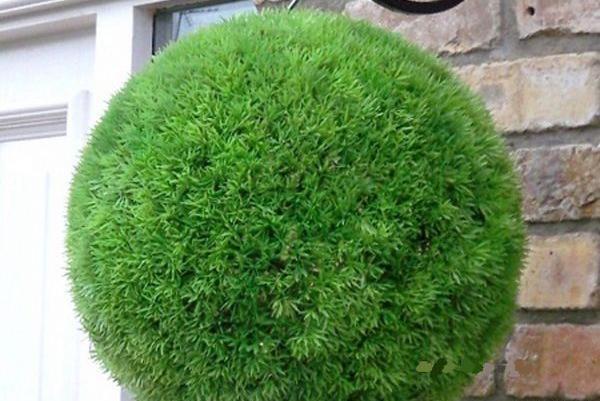 عکس سبزه شاهی