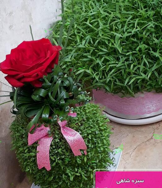 عکس سبزه شاهی