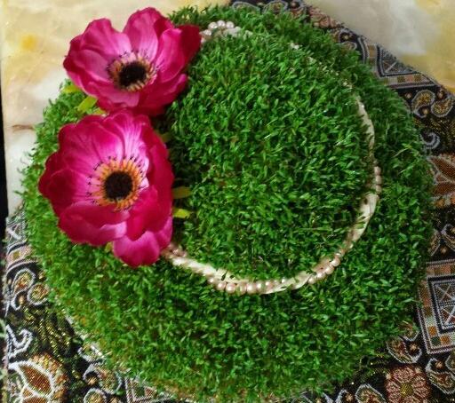 عکس سبزه شاهی