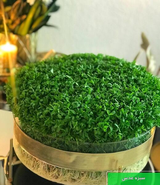 عکس سبزه شاهی