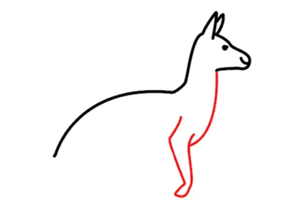 عکس نقاشی کانگورو