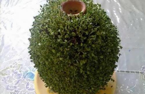 عکس سبزه شاهی برای عید