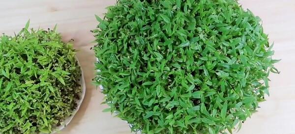 عکس سبزه شاهی برای عید