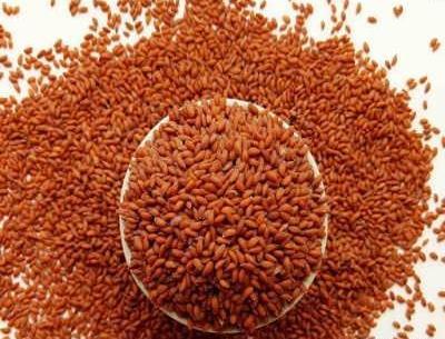 عکس سبزه شاهی برای عید