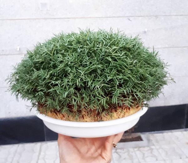 عکس سبزه ها