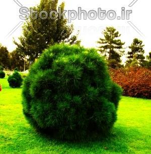عکس سبزه ها