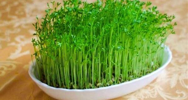 عکس سبزه ها
