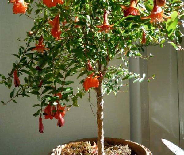 عکس سبزه انار