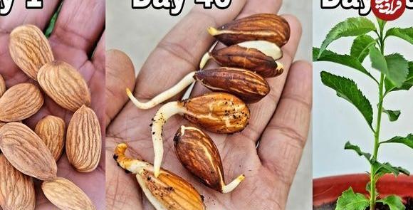 عکس سبزه انار