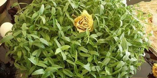 عکس سبزه ماش برای عید