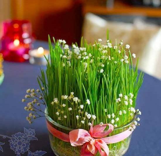 عکس سبزه ماش برای عید
