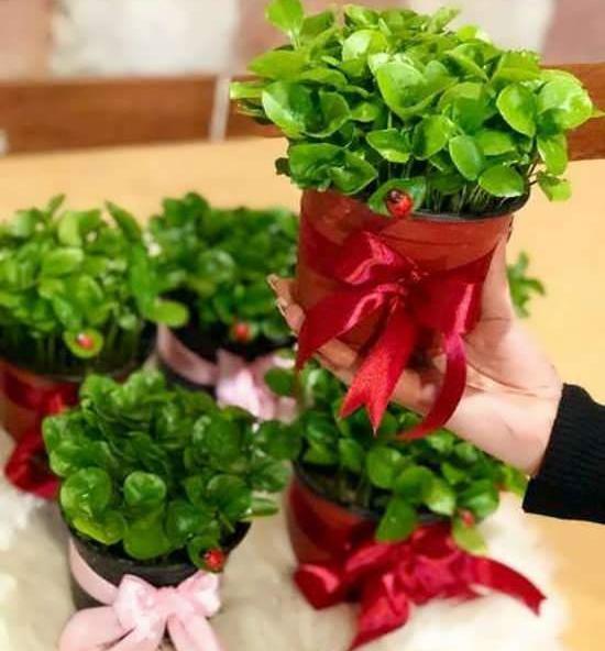 عکس سبزه ماش برای عید