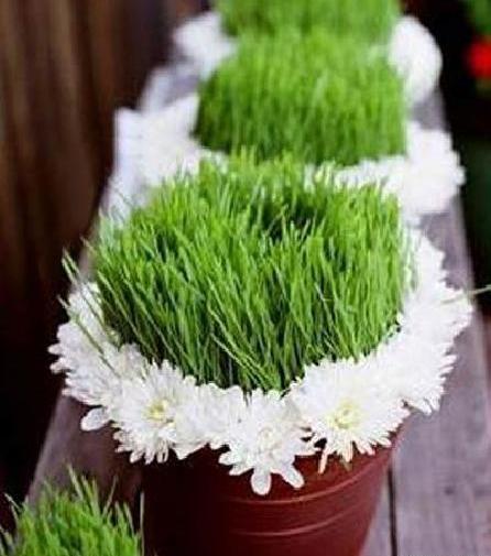 عکس سبزه ماش برای عید
