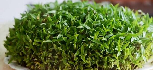 عکس سبزه ماش برای عید