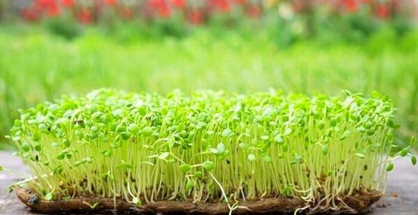 عکس سبزه ماش برای عید