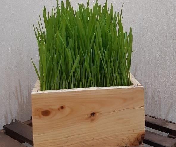 عکس سبزه فیک
