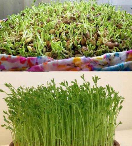 عکس سبزه فیک