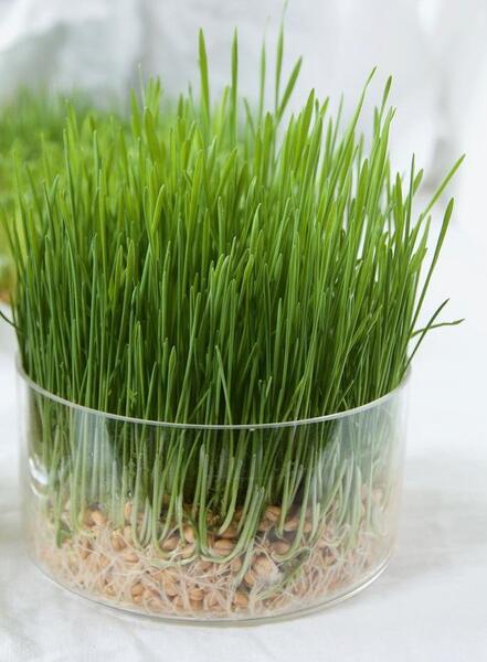 عکس سبزه فیک