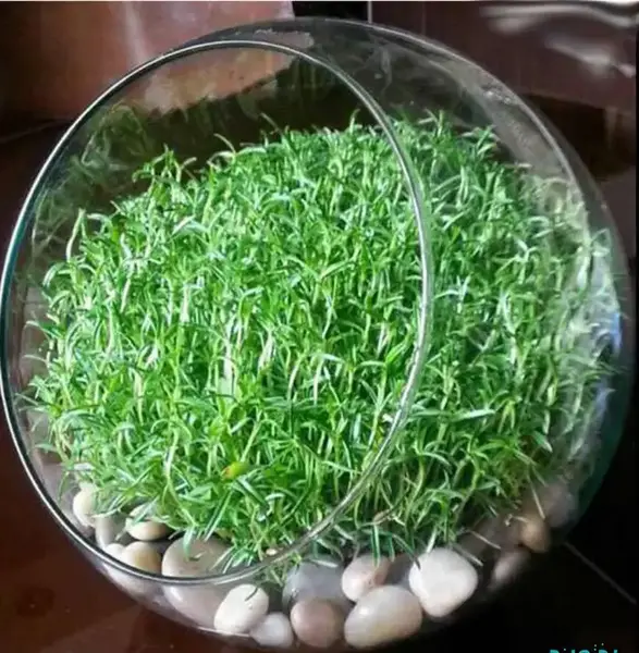 عکس سبزه با خرفه