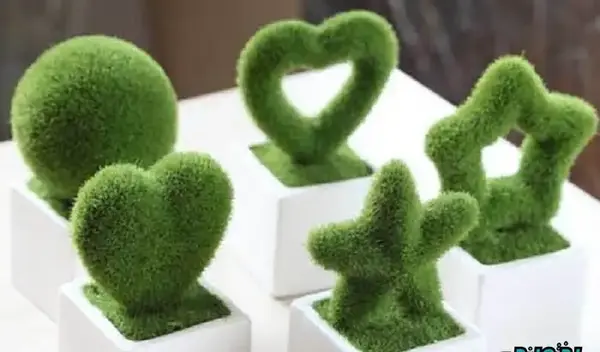 عکس سبزه با خرفه