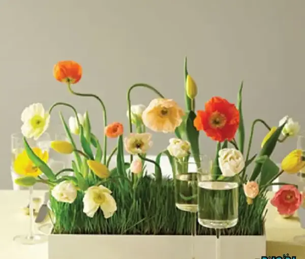 عکس سبزه با خرفه