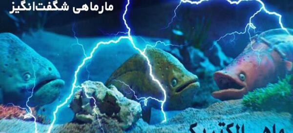 عکس سفره ماهی برقی