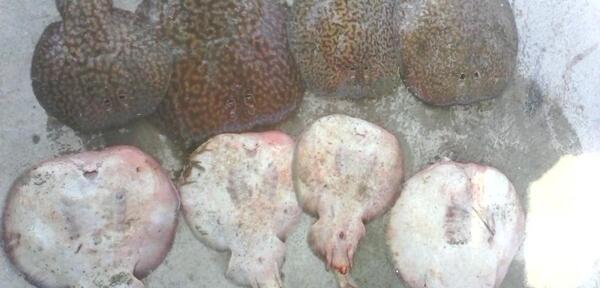 عکس سفره ماهی برقی