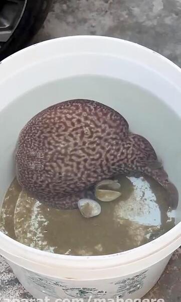 عکس سفره ماهی برقی